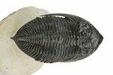 Fossil Zlichovaspis Trilobite - Atchana, Morocco #359149-3